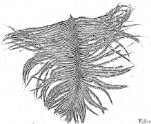 cleite Leathanaigh Dathúcháin Inphriontáilte